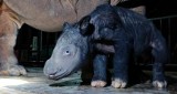 Przedstawiciel gatunku krytycznie zagrożonego wyginięciem przyszedł na świat. To malutki nosorożec sumatrzański 