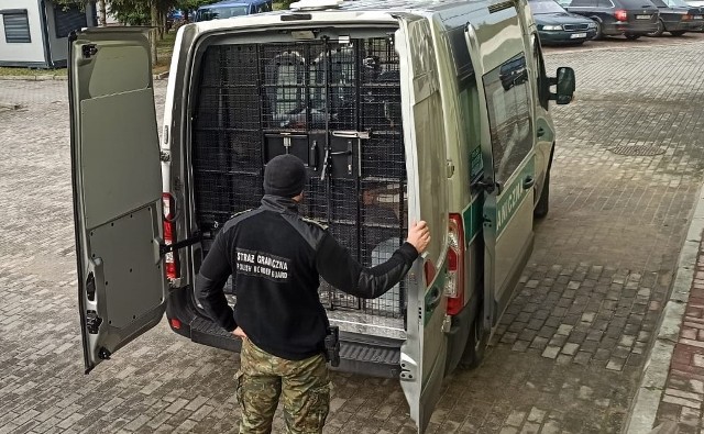 Funkcjonariusze Straży Granicznej z placówki w Tuplicach zatrzymali sześciu cudzoziemców, którzy podawali się za obywateli Jemenu.