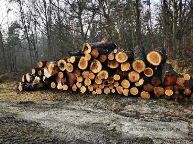 Drewno z wycinki liściaste i iglaste - pakiet zawierający...