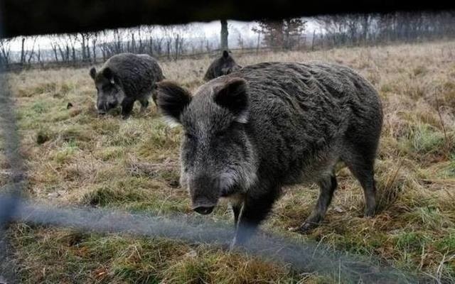 Niemcy próbują się bronić przed dzikami z Polski, które mogą przenosić ASF. Mobilne ogrodzenie montowane w zeszłym roku to za mało. Teraz ma zostać postawiony stały płot.