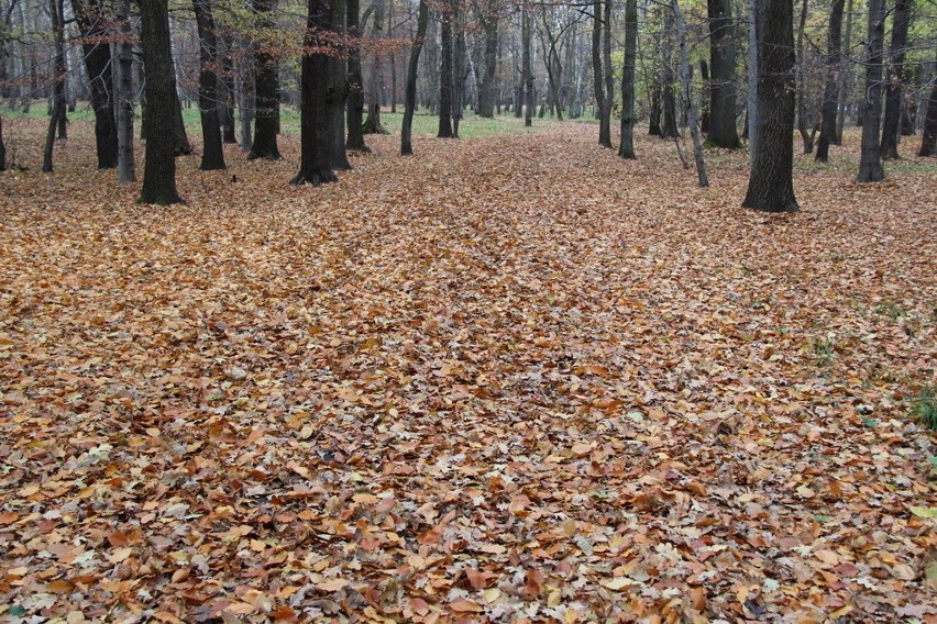 Tak wygląda park Zielona w jesiennych barwach