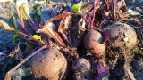 Kapusta, seler i buraki – setki kilogramów zniknęły z pola