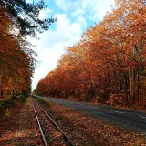 Piękna jesień w lasach Mierzei Wiślanej. Kolorowe dywany liści i jesienna magia 