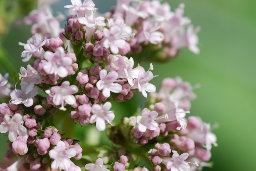 Kozłek lekarski, inaczej waleriana (Valeriana officinalis)...