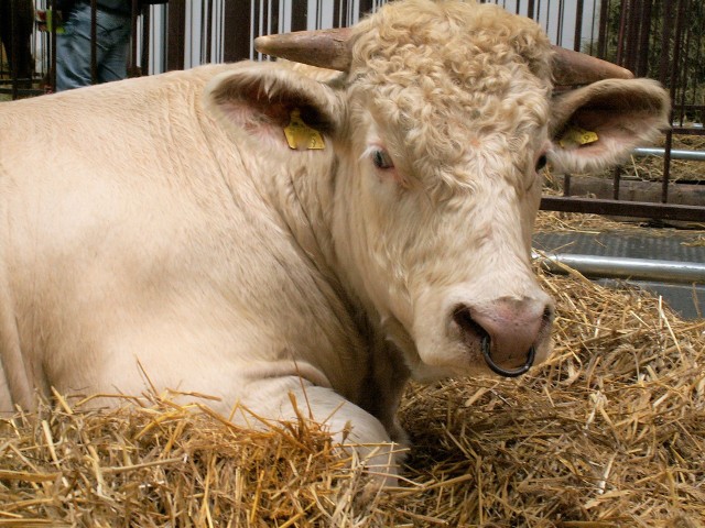 Dorosłe buhaje mięsnej rasy charolaise  mogą ważyć 1000-1200 kg. Są piękne, ale czasami bywają nieprzewidywalne