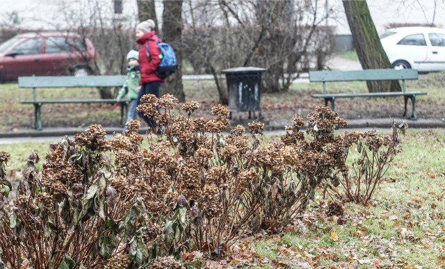 Park przy ul. Dąbrowskiego w Rzeszowie od lat wymaga remontu. Zdjęcia archiwalne.