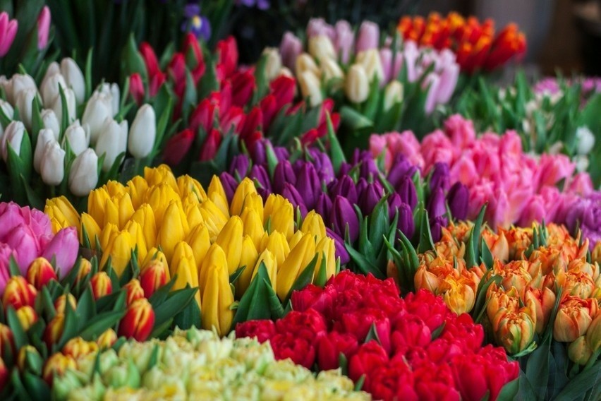 Wybierając tulipany, warto zwrócić uwagę nie tylko na ich...