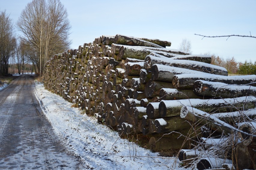 Kilkaset starych drzew wycięto w rezerwacie „Lisia Kępa”...