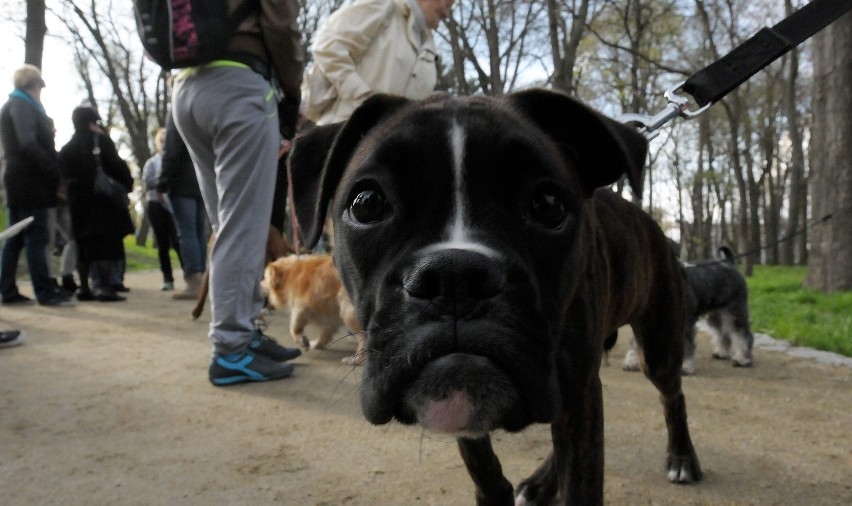 Kwiecień:Właściciele psów protestują po tym, jak lubelski...