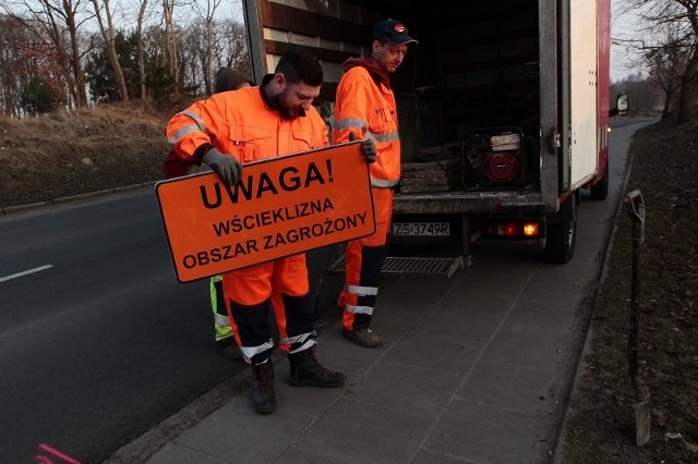 W centrum Szczecina znaleziono martwego nietoperza zarażonego wścieklizną.