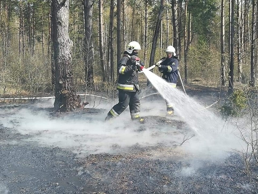 Suchowola. Kolejny pożar lasu. Ktoś zostawił kopiec popiołu (zdjęcia)