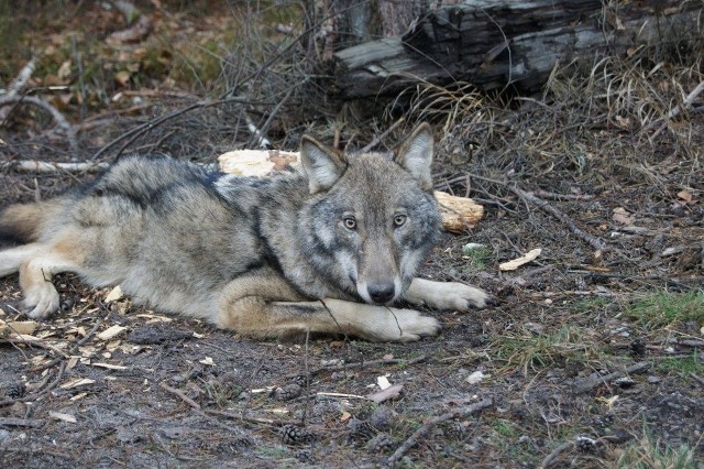 Młoda wilczyca Jaga nie przeżyła zimy, padła z głodu.