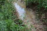 Retencjonowanie wód na łąkach ze szkodą dla rolnictwa. Zalane rośliny bez dostępu powietrza zgniją. KRIR przedstawia wnioski