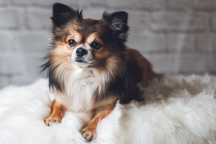 Chihuahua to niewielki pies, który waży od 1,5 do 3 kg....