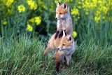 Niesamowici mieszkańcy naszych lasów. Zdjęcia opolskiego fotografa rozczulają