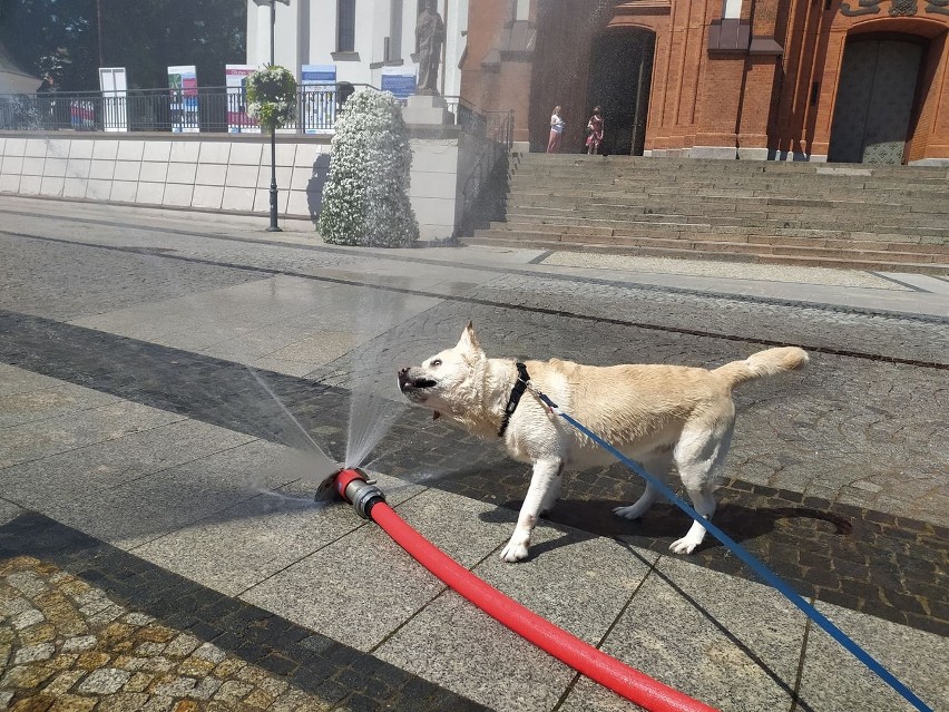 Biscuit, pies Oli pokochał kurtyny wodne zainstalowane na...