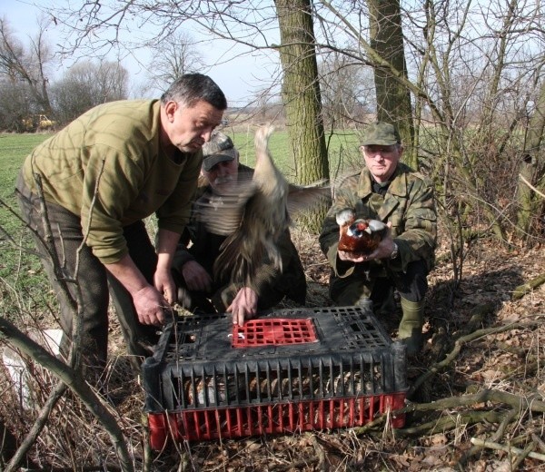 Prosto ze skrzynek, hodowlane bażanty wyfrunęły na wolność. Na pola w rejonie Zbicka pod Opolem.