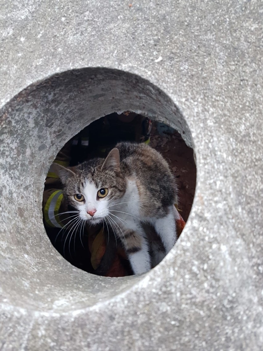 Brzeg. Kot uwięziony w studzience małej oczyszczalni ścieków. Pomogli mu strażacy