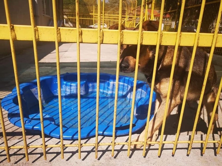 Podczas upałów psy szukają ochłody w zbiornikach z wodą