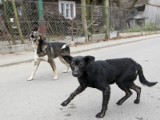 Wójt gminy Żołynia: chore psy wciąż pozostają w domu właściciela