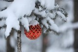 Pogoda w Kujawsko-Pomorskiem na święta. Czy na Boże Narodzenie 2016 spadnie śnieg?