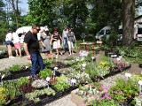 Wystawcy przywieźli na sandomierski kiermasz ogrodniczy sadzonki, drzewka, miody i nawozy.