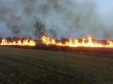 Problem pożarów traw w powiecie pińczowskim powrócił. W ciągu ostatnich dni strażacy wyjeżdżali do 19. zdarzeń SZCZEGÓŁY, ZDJĘCIA