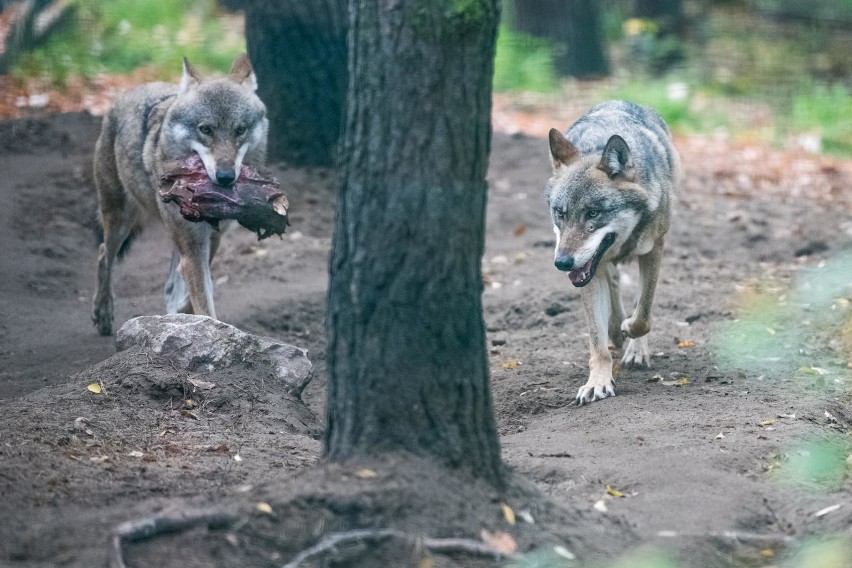 "Ataki wilków na ludzi są niezmiernie rzadkie. Znacznie...