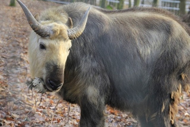 Takiny mają rogi jak u gnu, nos jak u łosia, ogon jak u niedźwiedzia i ciało jak u żubraNa zdjęciu - takin tybetański Bao Zhen (nazwany przez parcowników Zoo "Sędzia Dredd")