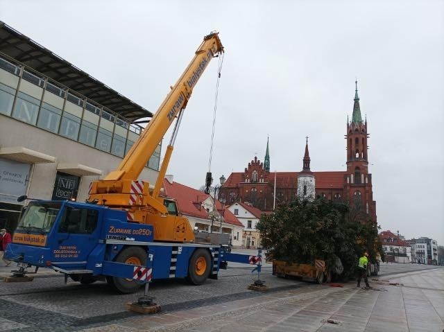 Białystok. Świąteczny świerk przyjechał na Rynek Kościuszki