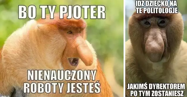 Jednymi z najpopularniejszych obrazków z humorem, jakie można znaleźć w sieci są memy o Januszu Nosaczu. Ich bohaterem jest rozpoznawalna wśród internautów małpa, będąca przedstawicielem konkretnego gatunku. To nosacz sundajski, którego środowisko naturalne stanowią lasy deszczowe w Borneo. Postać owego Janusza kojarzy się odbiorcom zabawnych grafik z naznaczonym stereotypami wizerunkiem Polaka. Zobacz memy!