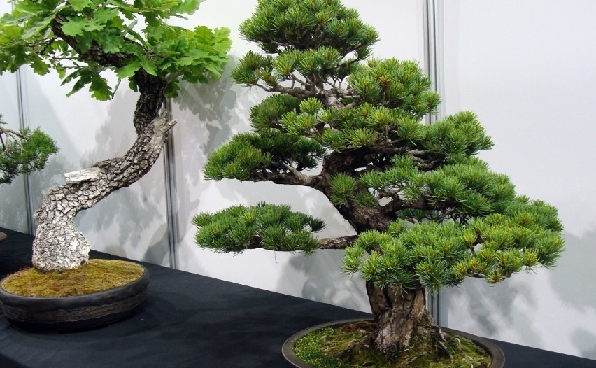 Stworzenie bonsai z drzewka to prawdziwa sztuka. Dlatego...