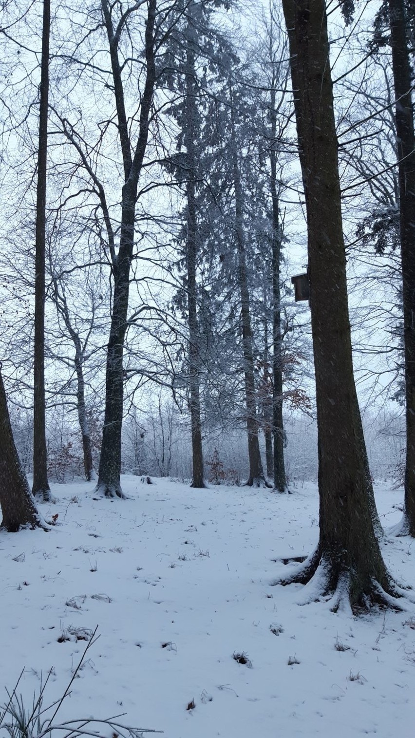 Zima w lasku zachodnim w Słupsku.