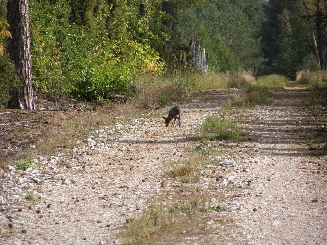 Zdjęcia potwierdzające występowanie wilków w regionie kilka lat temu opublikowało m.in. Nadleśnictwo Dobrzejewice.