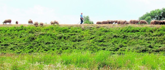 W ramach projektu do października owce będą wypasane na wałach wiślanych w Wołowicach