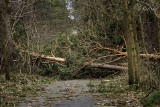 Tak wygląda zniszczony las w Nowym Ciechocinku po ostatnich wichurach. Zobaczcie ujęcia w wykonaniu Piotra Rolirada [zdjęcia]