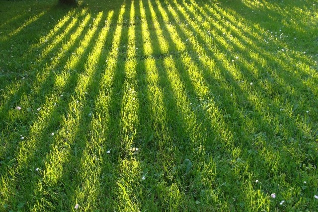 Mulczowanie dostarcza trawnikowi składników odżywczych i zmniejsza parowanie wody z gleby. Jednak wykonując ten zabieg, trzeba przestrzegać kilku zasad.