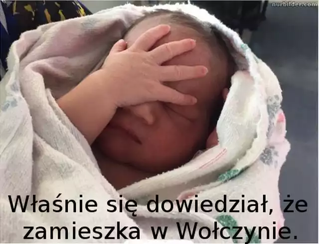 Memy o Wołczynie