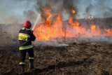 W okolicy Bydgoszczy już płonęły trawy. Grzywna w wysokości ceny niezłego auta - tak ma być karany festiwal głupoty