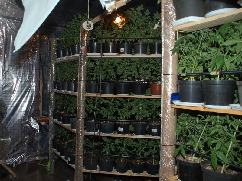 Plantacja marihuany w Kościanie. Zatrzymano dwóch mężczyzn