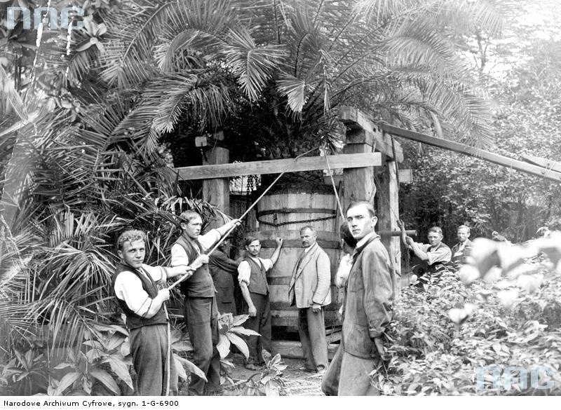 Mężczyźni przesadzający palmę w ogrodzie botanicznym.
