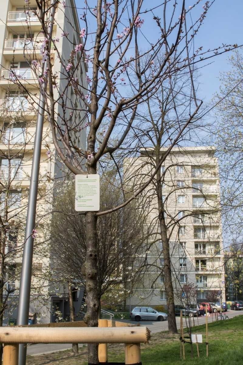 Nowe drzewa zasadzone w Katowicach w efekcie uruchomienia...
