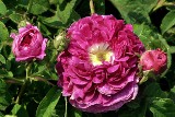 Róże historyczne: najstarsze odmiany tych pięknych kwiatów