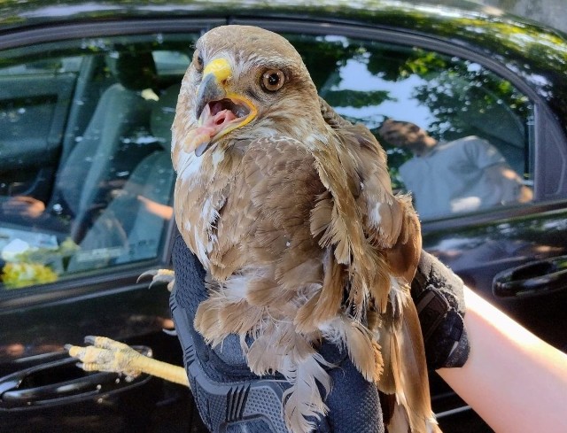 Do Animal Patrol trafił nietypowy ptak drapieżny... Myszołów siedział ranny na środku trzypasmowej drogi! Uratowali go kierowcy.