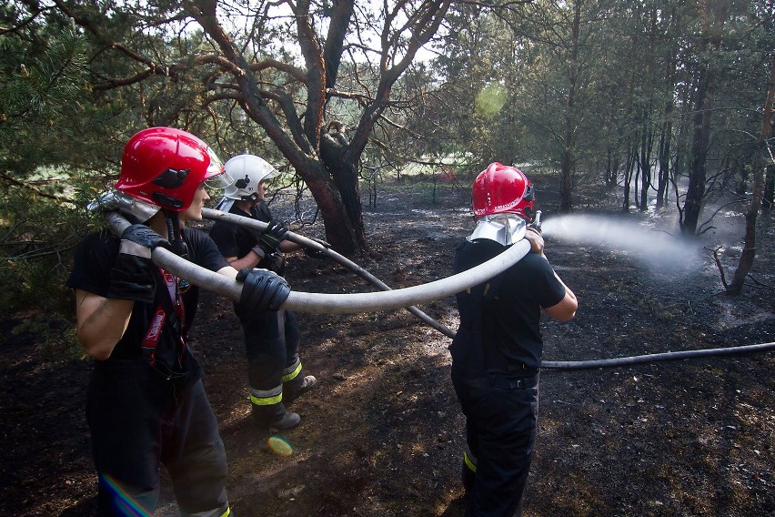 Maj 2016: Pożar lasu przy UTP w bydgoskim Fordonie