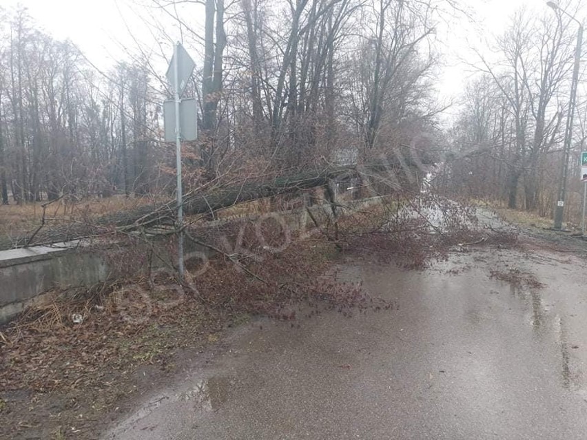 Usuwanie przewróconego drzewa na ulicy Parkowej w...