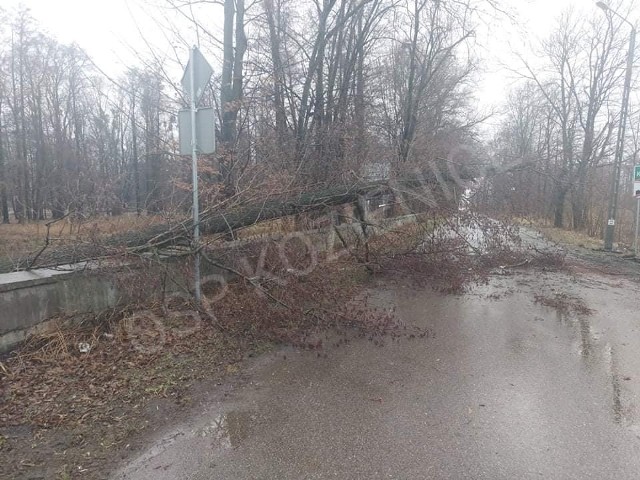 Usuwanie przewróconego drzewa na ulicy Parkowej w Kozienicach.