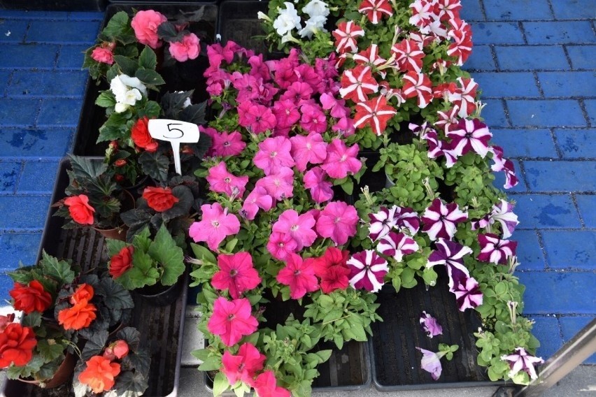 Ceny kwiatów na targowisku w Kościerzynie. Zobaczcie ile kosztują pelargonie, surfinie, begonie czy werbeny