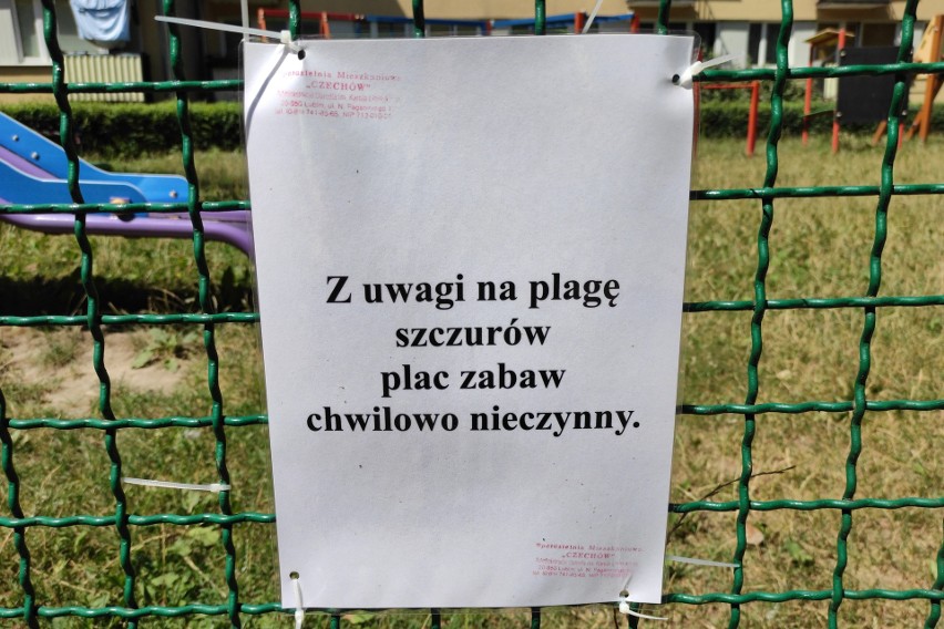 Lublin: Administracja nadal walczy ze szczurami na placu zabaw na Czechowie. "Kontrolujemy to miejsce trzy razy dziennie"