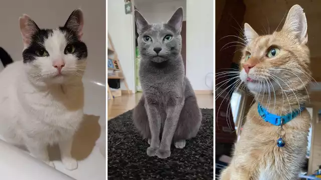 Dziś obchodzimy Światowy Dzień Kota! Z tej okazji poprosiliśmy naszych Internautów o przesyłanie zdjęć ich pupili. Jakie są koty? Piękne i zabawne, o czym przekonacie się przeglądając naszą wyjątkową galerię.Więcej zdjęć >>>